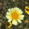 tinaflor